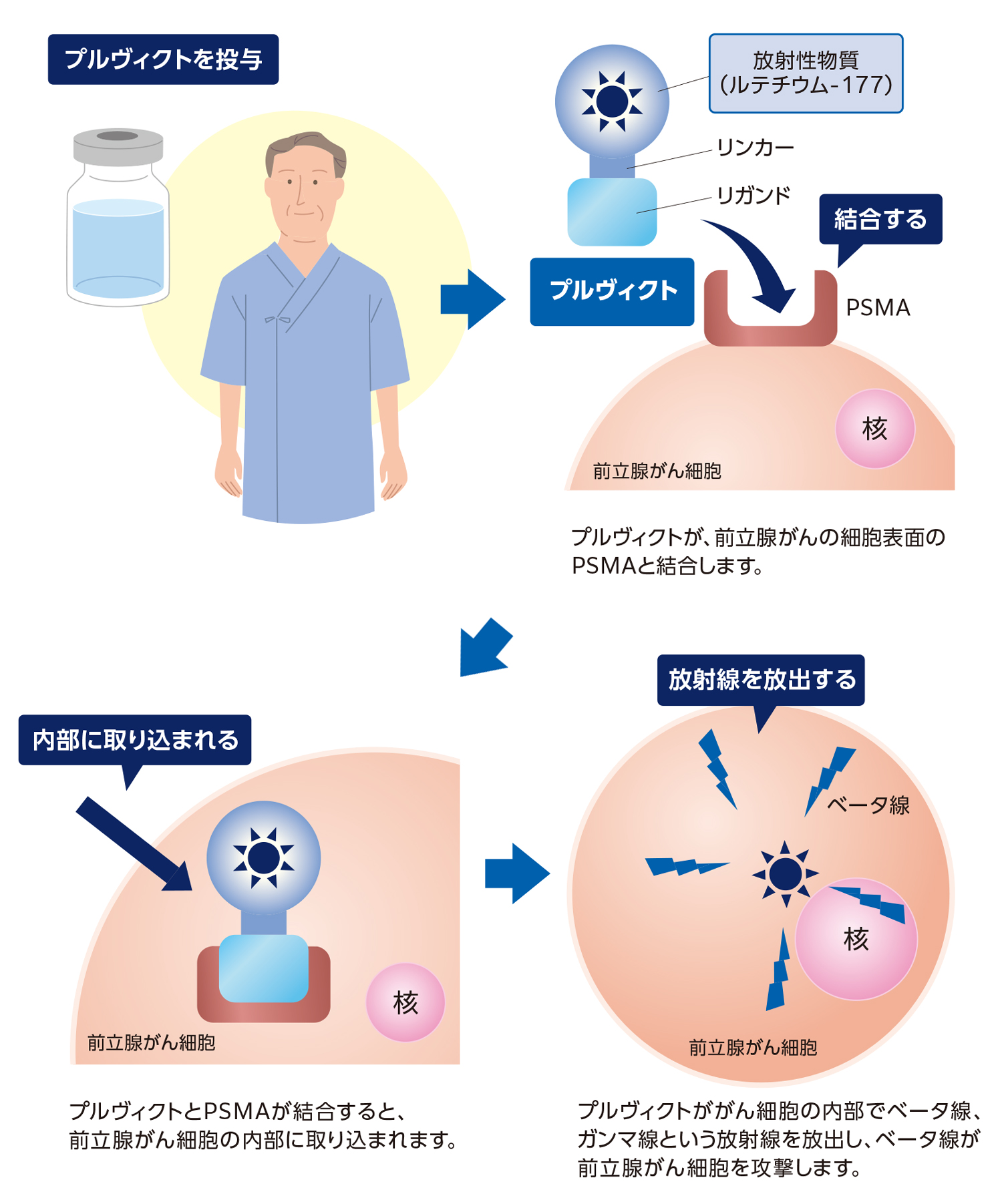 プルヴィクトの働き(イメージ)