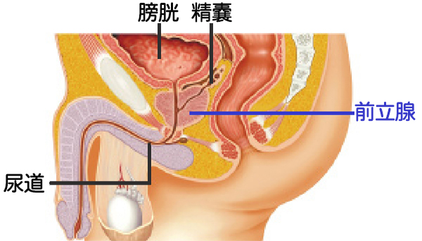 前立腺の場所