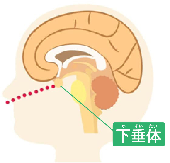 下垂体の場所