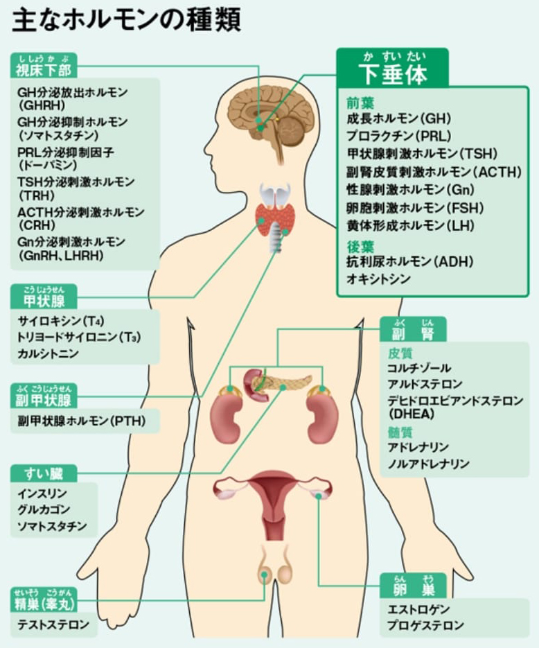 主なホルモンの種類