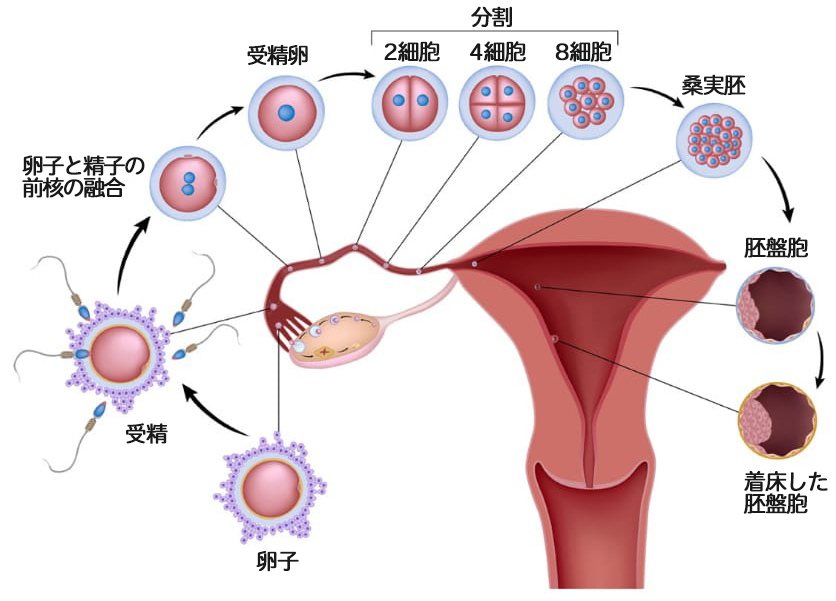 自然妊娠のしくみ