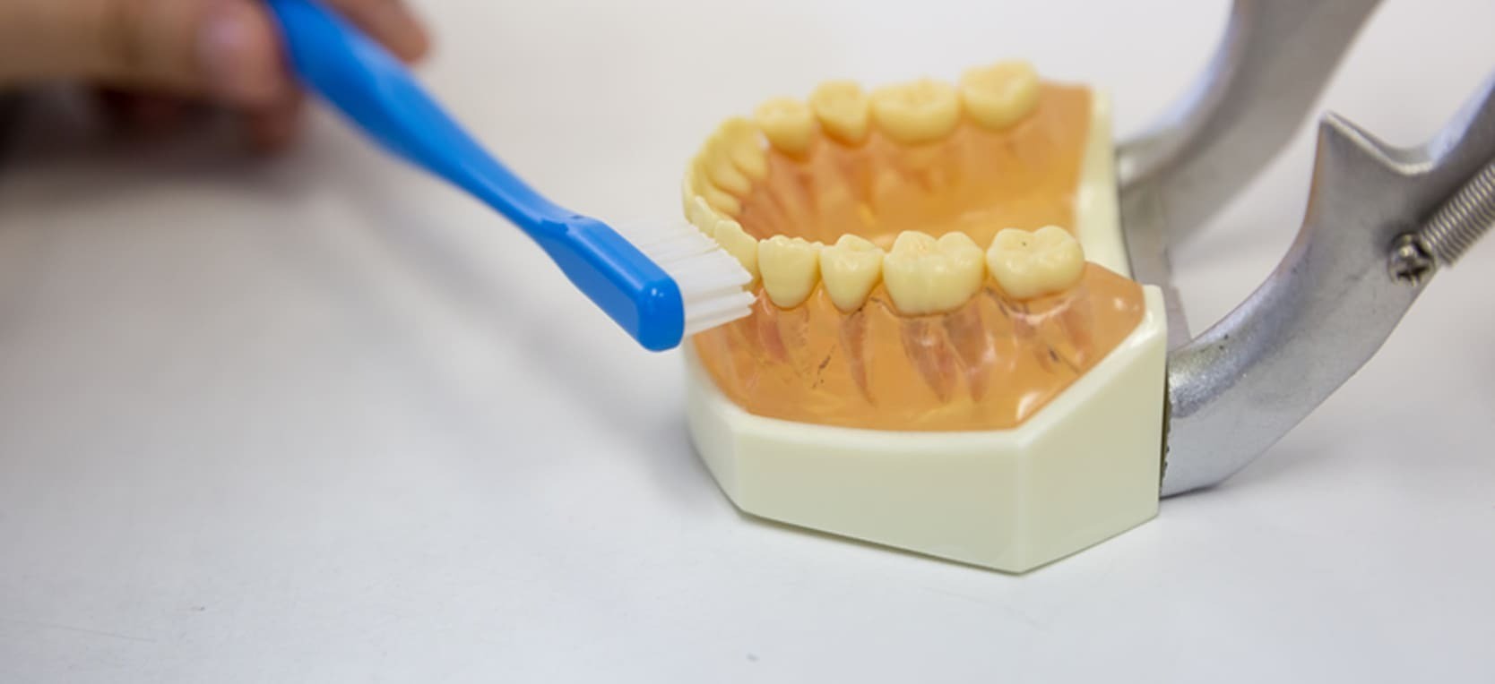 歯科・歯科口腔外科