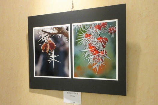 本藤 智 写真展：ギャラリー展［3月］